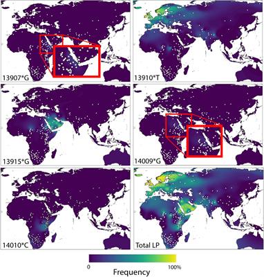 Evolution of Lactase Persistence: Turbo-Charging Adaptation in Growth Under the Selective Pressure of Maternal Mortality?